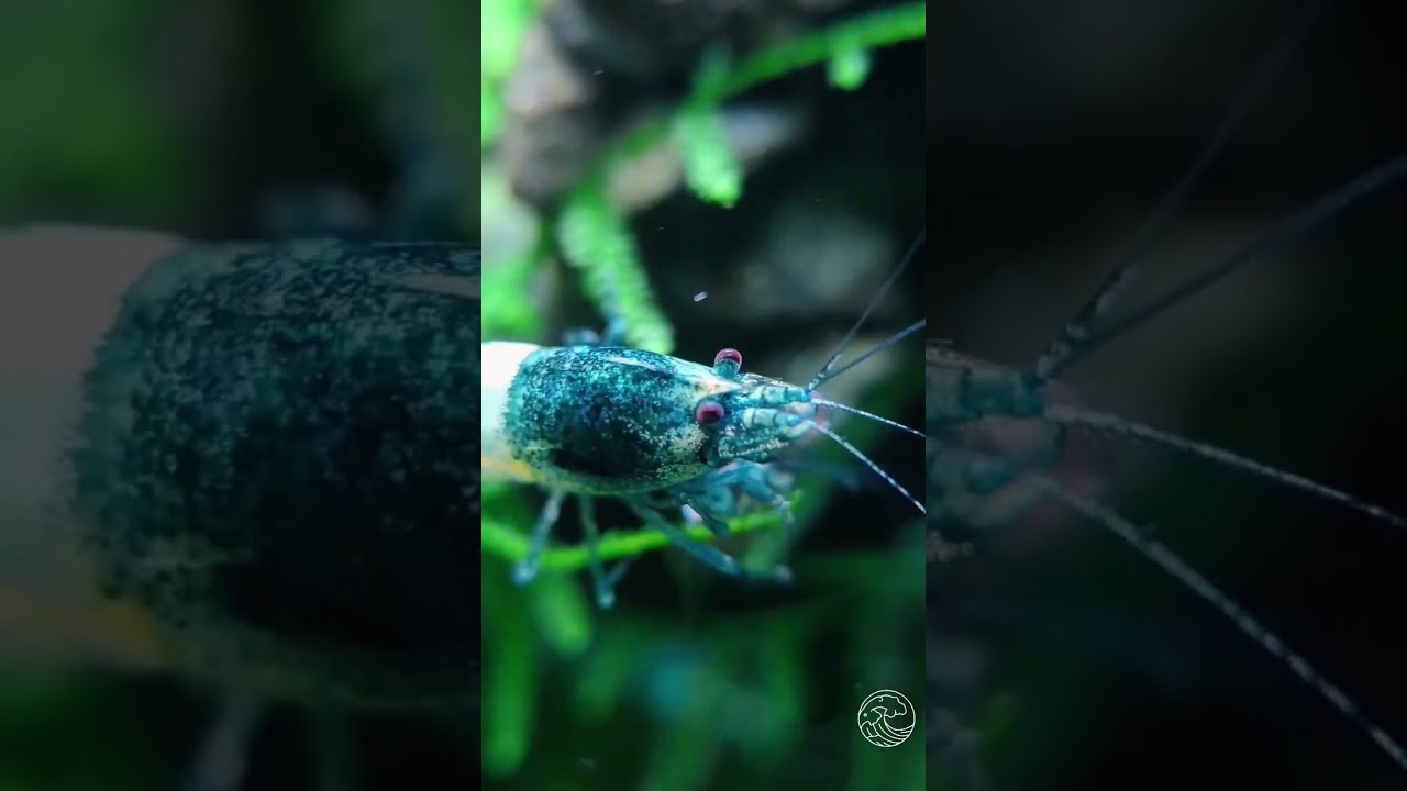 Aquatic beauty in many forms ✨🌿 