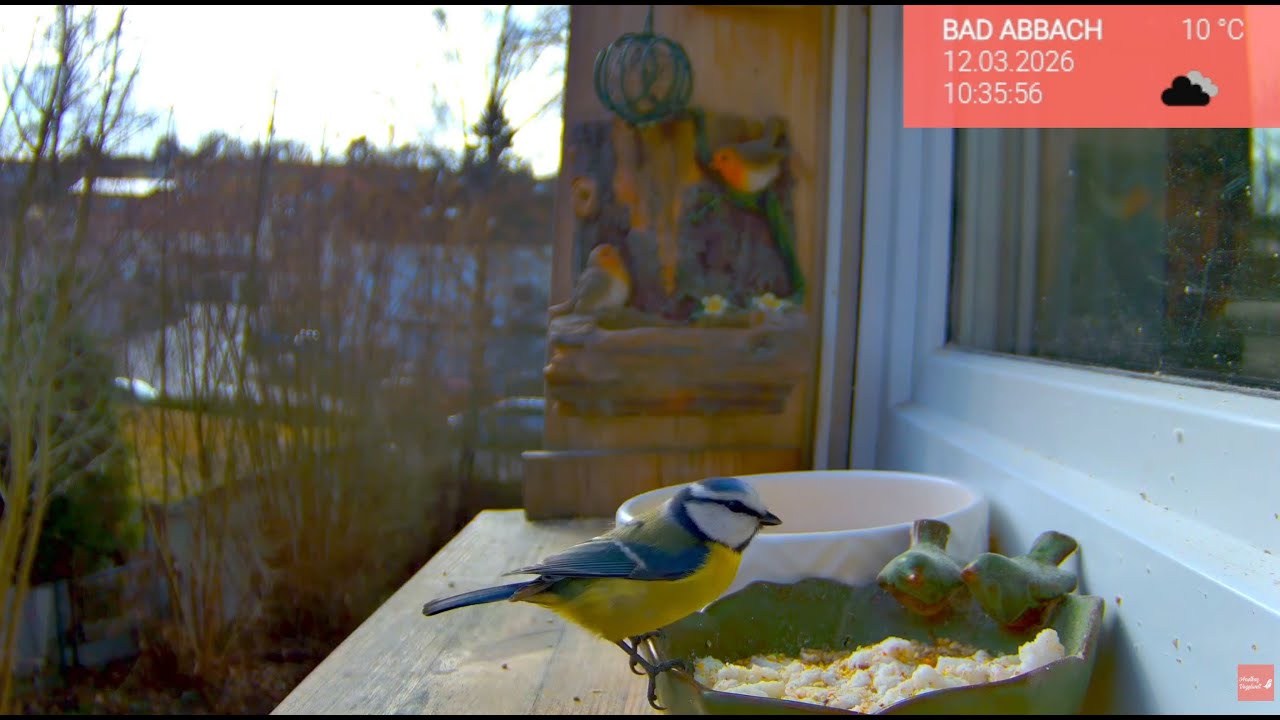 13.03. Vögel am Fensterbrett 🐦 Die Vogelwelt live & ganz nah erleben