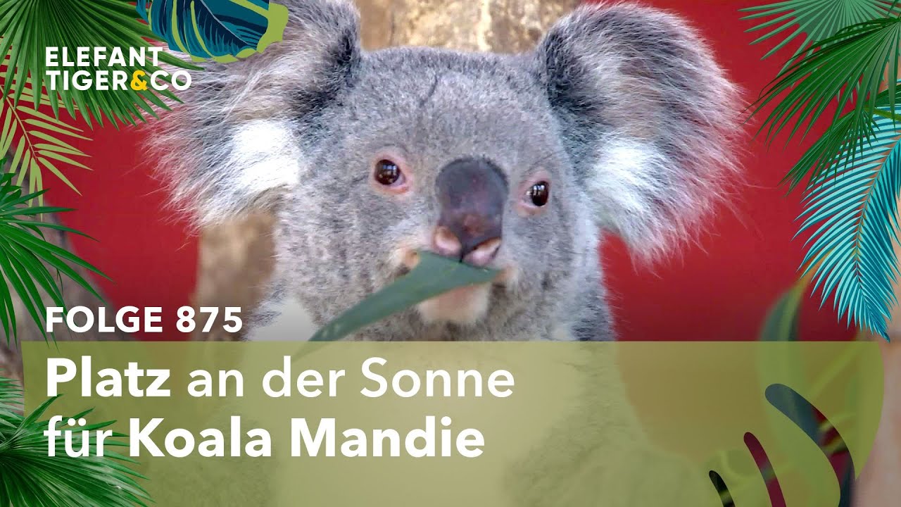 Alles startklar! (Folge 875) | Elefant, Tiger & Co. | MDR