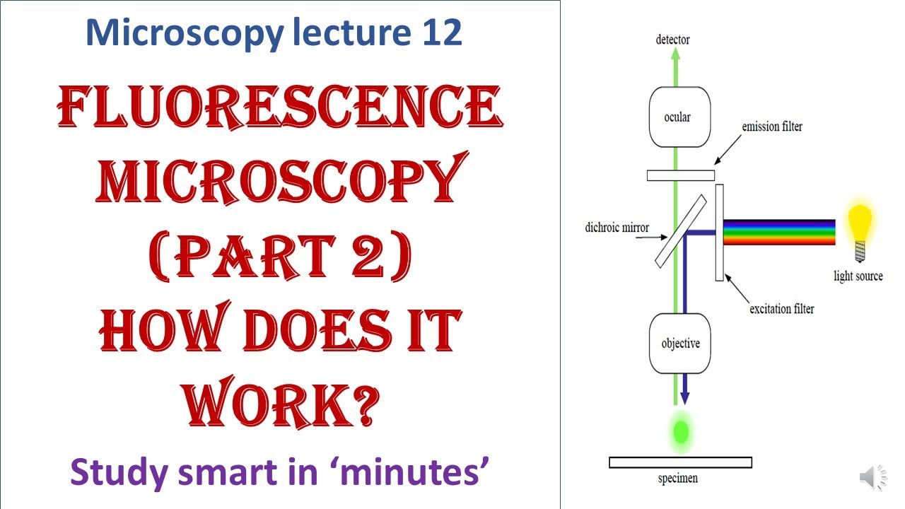 Fluorescence microscopy | Part 2 | Mechanism | Advantages and disadvantages | Microscopy lecture 12