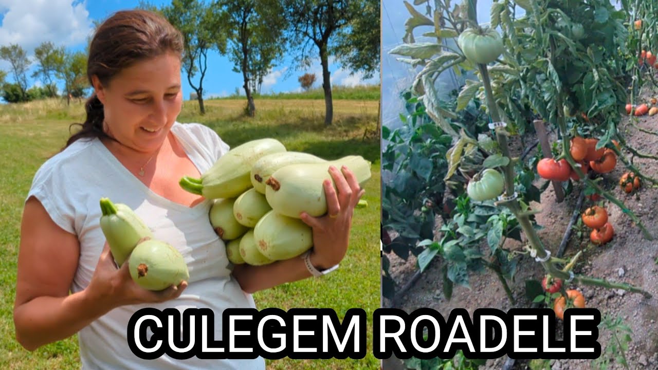Am cules roade din grădina și am vizitat o grădină 