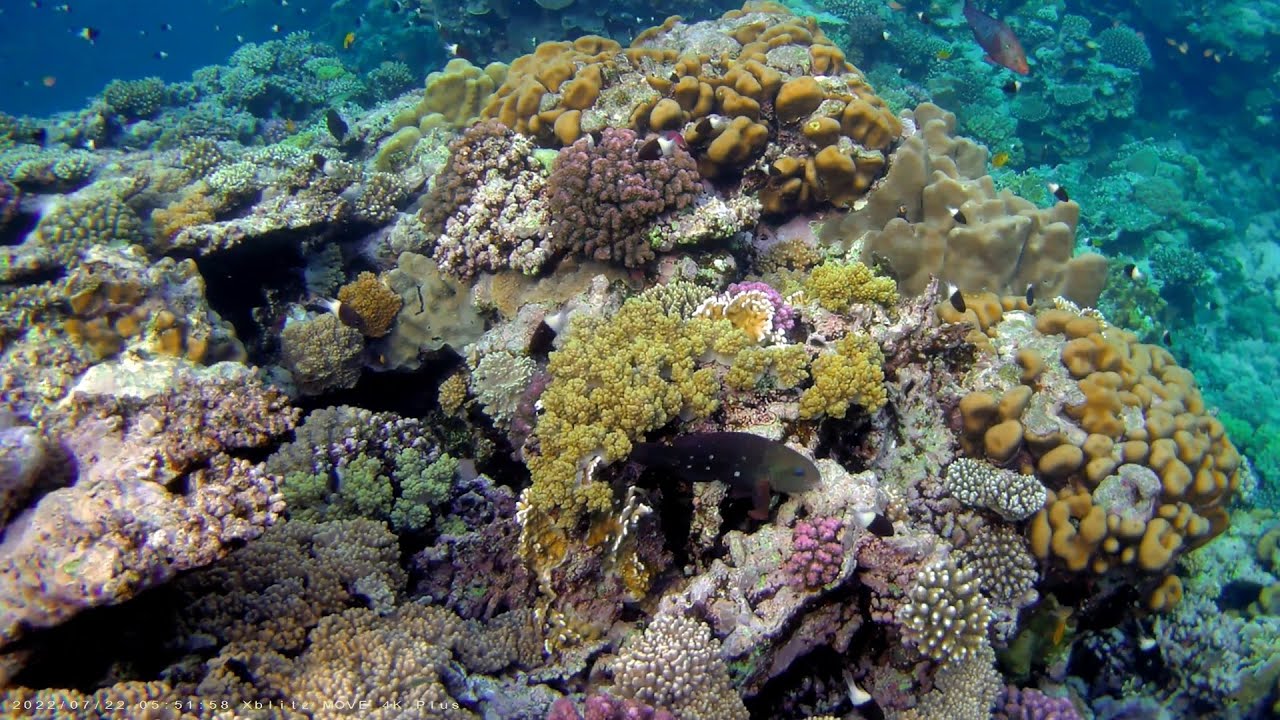WADI LAHMY AZUR - rafa koralowa 4K, lipiec 2022 (house reef, july 2022)