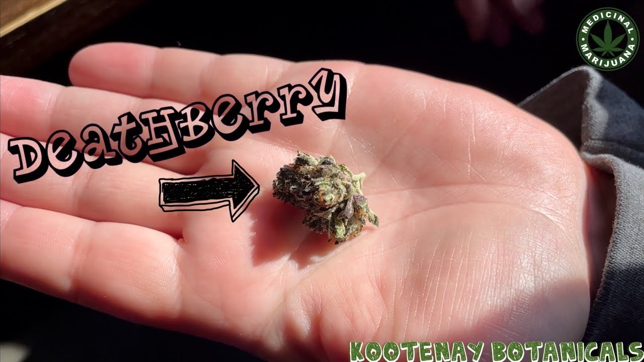 Cigrit & Donna Review &ldquo;Deathberry&rdquo; (Medical Marijuana) From Kootenay Botanicals