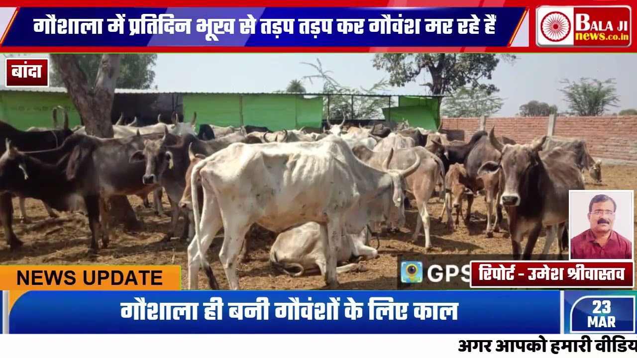 गौशाला ही बनी गौवंशों के लिए काल
