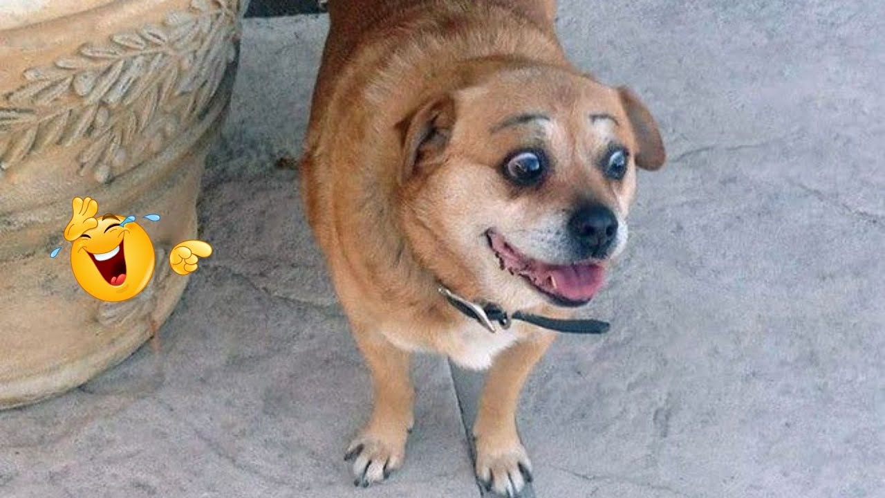 You Can’t Stop Laughing At These Dogs 🤣 FUNNIEST DOGS Video 2026