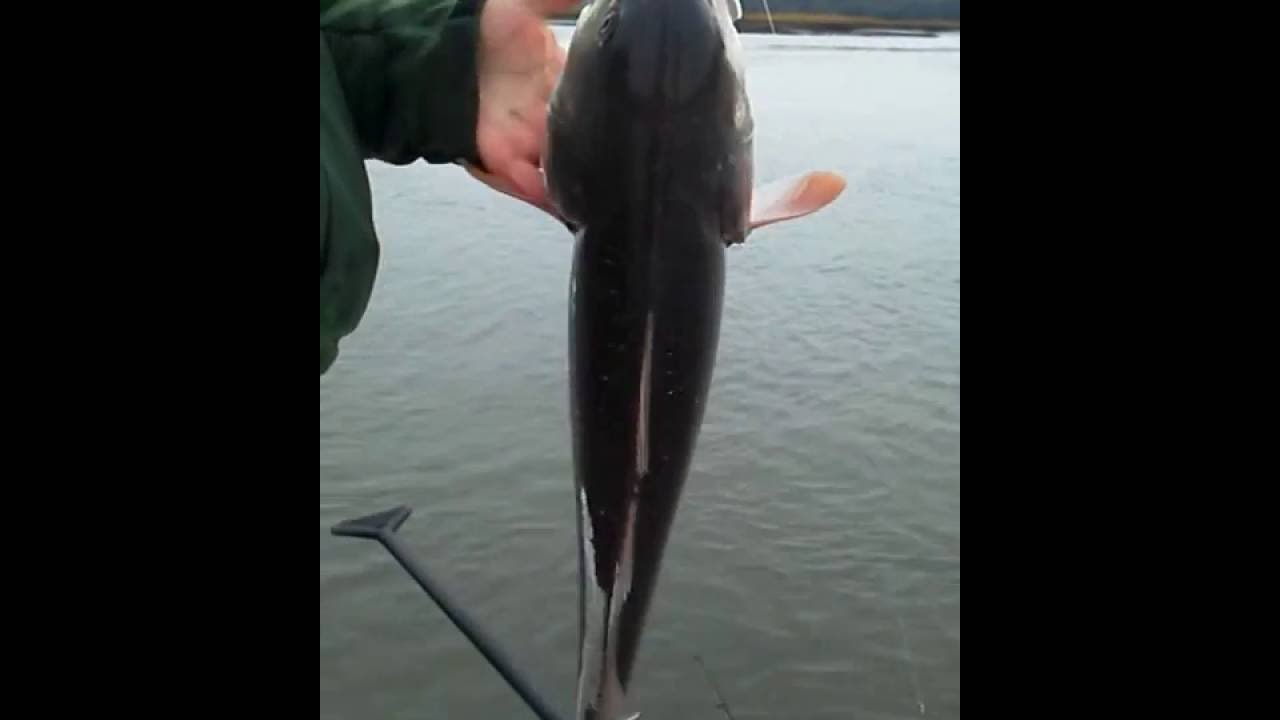 Catching big redfish on Z-Man Paddlerz