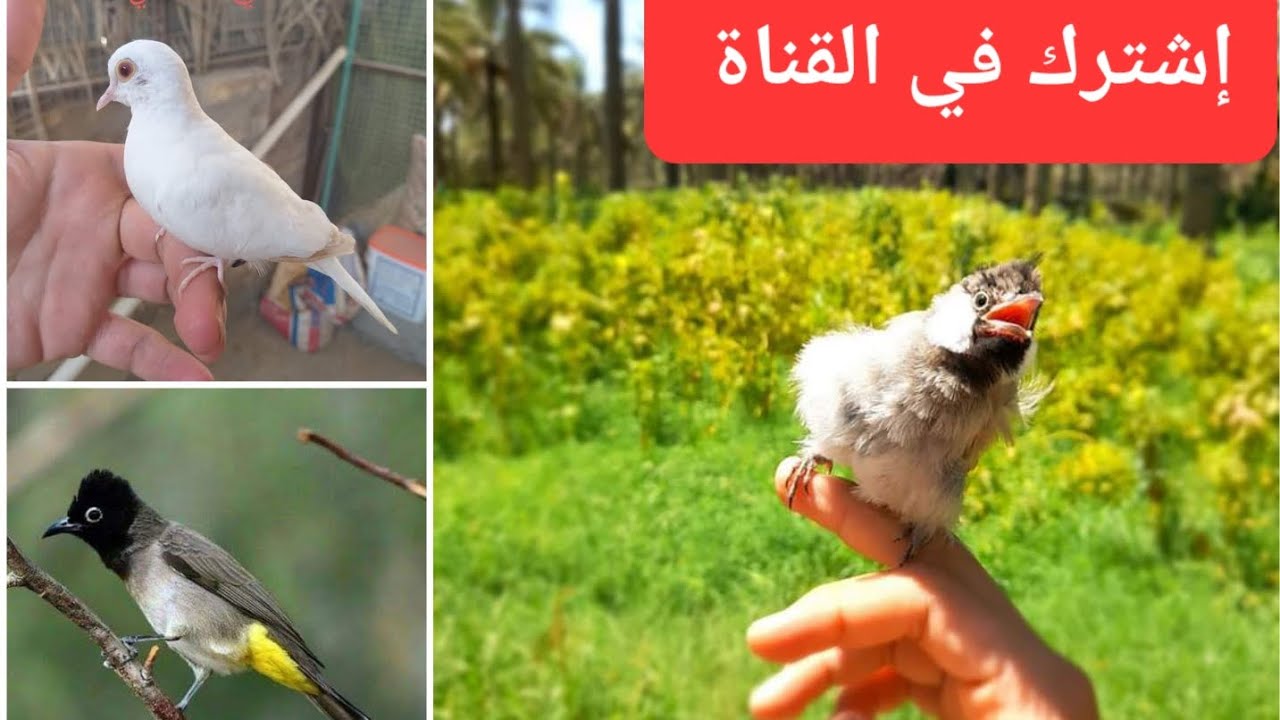 🍁الجزء الثاني🍁 محمية طيور ونباتات🦜🐓 #نصائح لأصحاب المحميات في فصل الصيف🌻 #اشترك_بل_قناة_وفعلو_الجرس