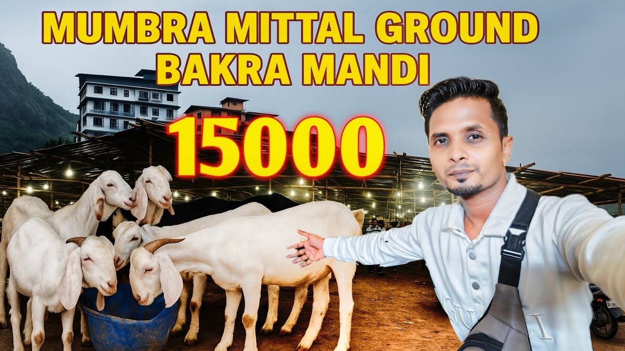 Mumbra Bakra Mandi || Latest update 🚨 || Mandi Opening Full Tour Starting 15000 Se