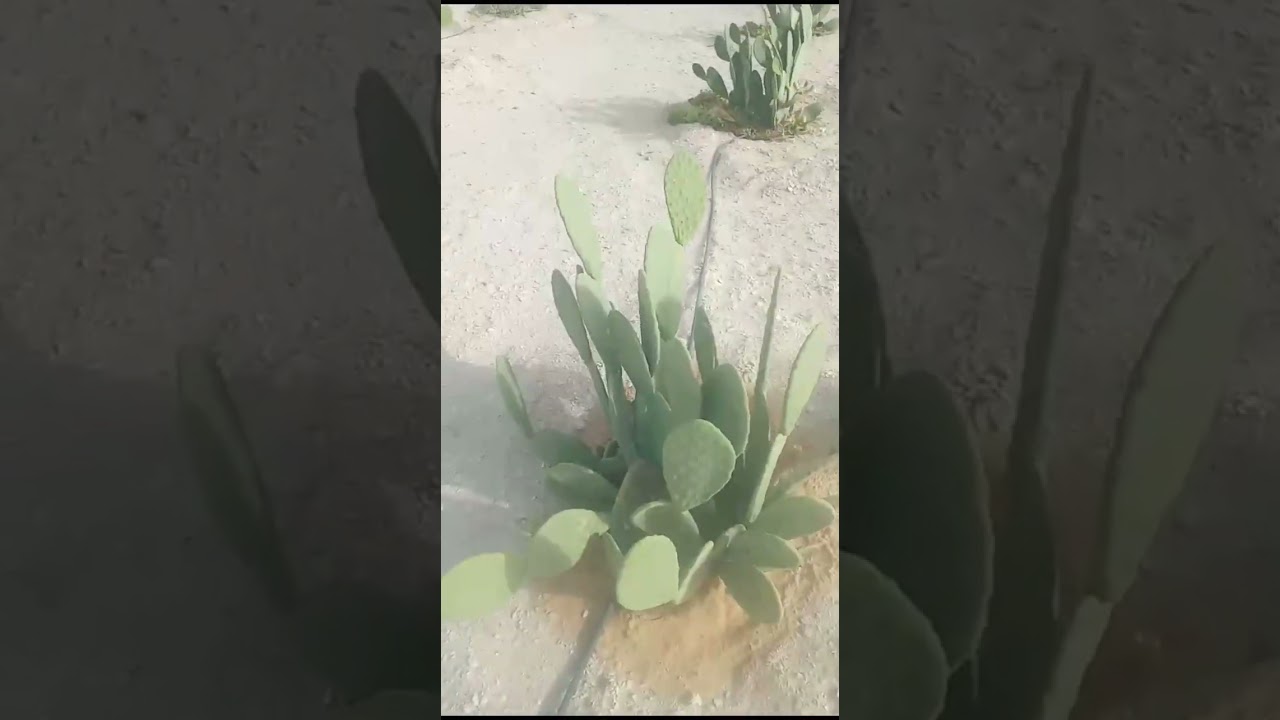 نجاح التين الشوكي 🌵 في منطقة الفرافرة 🌵🌵