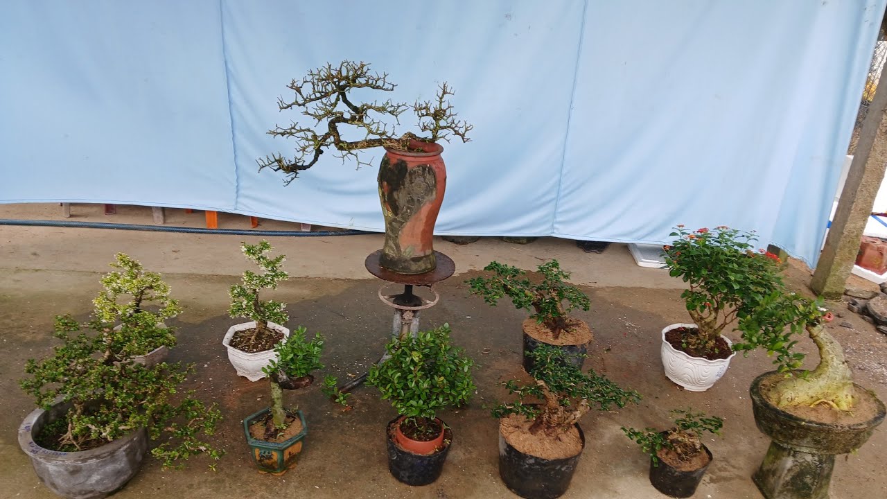Trưa 8/3 #0346714857 gl sam trái khai thác. Trà phúc kiến. Duối. Hải châu. Mai chiếu thủy....bao shi