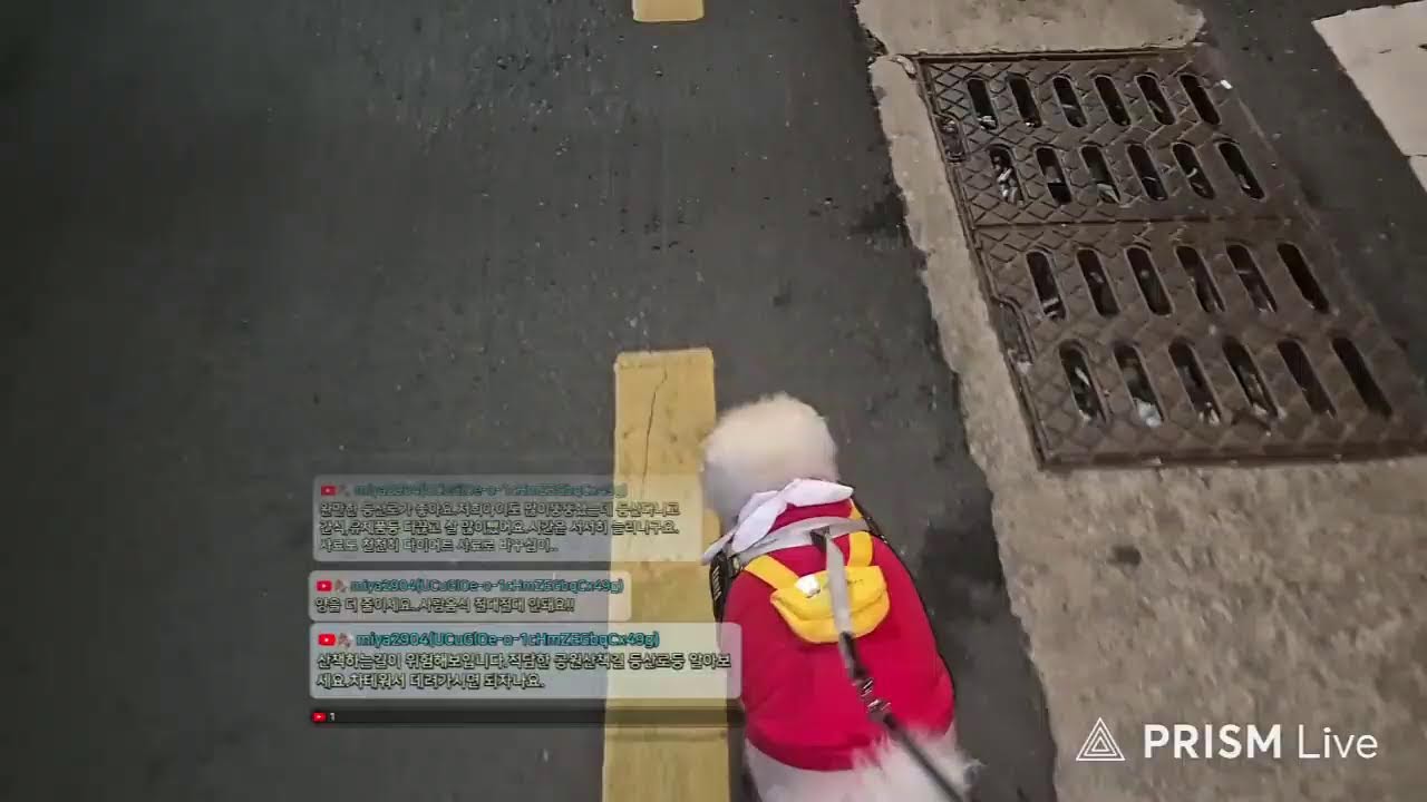 강아지 산책