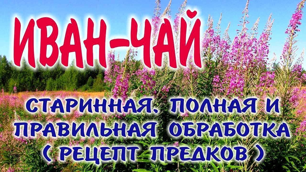 ИВАН-ЧАЙ  КОПОРСКИЙ ЧАЙ. Заготовка, приготовление, ферментация и жарка иван чая.
