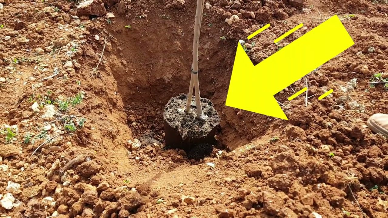🍒 Cómo Plantar un CEREZO en TIERRA