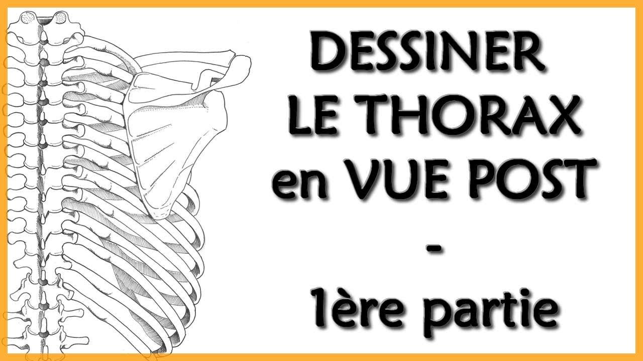 ANATOMIE - LE THORAX EN VUE POST - 1) Le râchis thoracique