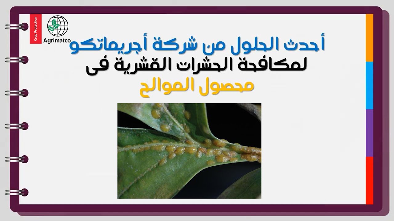 الحل الأمثل للقضاء على الحشرات القشرية فى الموالح