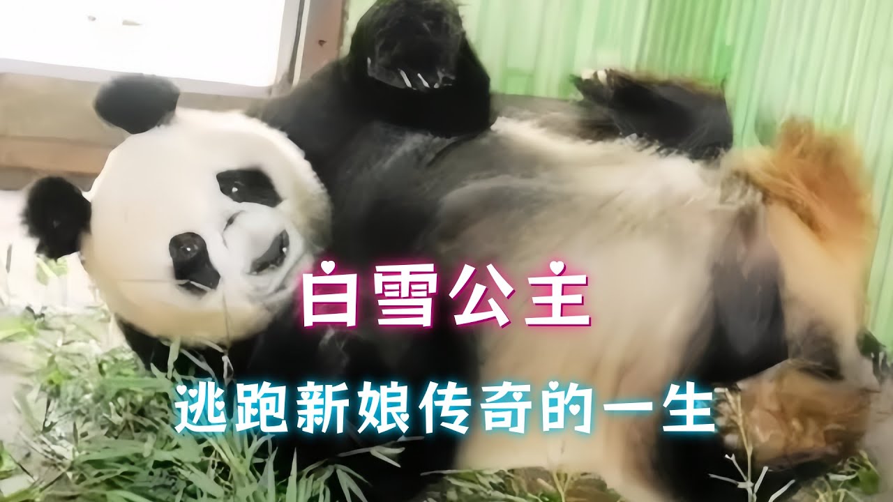 大熊猫白雪：逃跑新娘传奇的一生