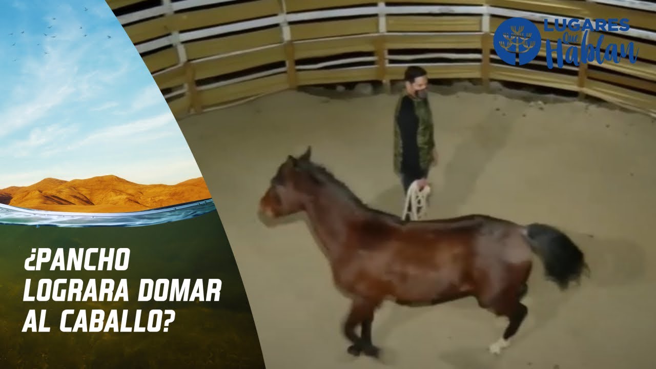 Pancho Saavedra y la domadura de caballos. Lugares que Hablan, Canal 13.