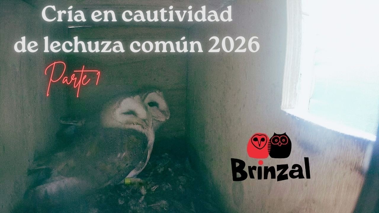 Cría en cautividad de lechuza común 2026 (Parte 1)