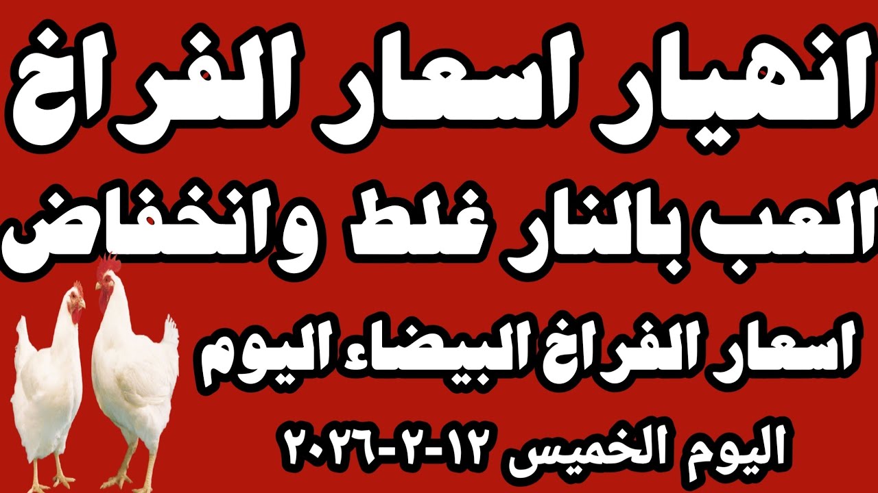 اسعار الفراخ البيضاء سعر الفراخ البيضاء الخميس ١٢-٢-٢٠٢٦ جمله وقطاعي في المحلات في مصر 