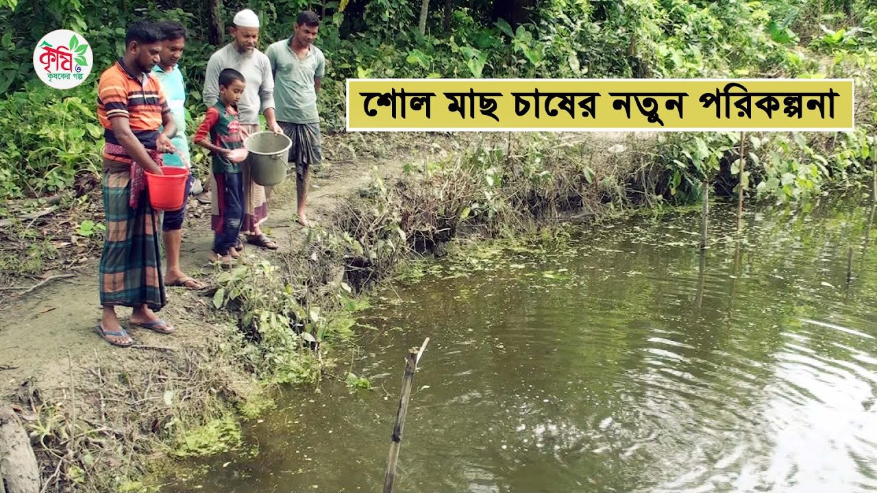 সাতক্ষীরায় ৪ বন্ধু তৈরি করছে শোল মাছের ব্রুট || Snakehead Murrel Fish