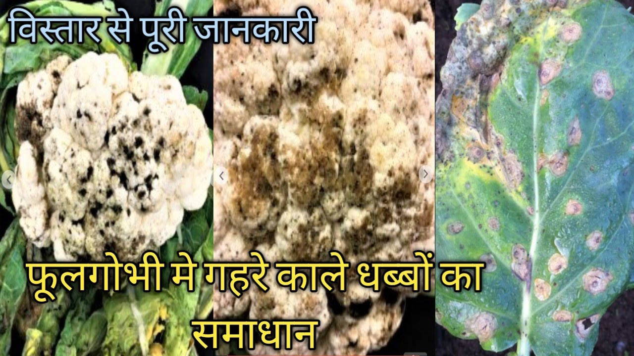 Control of dark black spots in cauliflower.