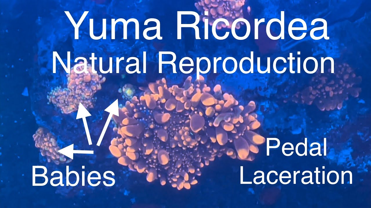 Ricordea Yuma Reproduction Natural Mushroom Propagation Saltwater Coral Reef Aquarium