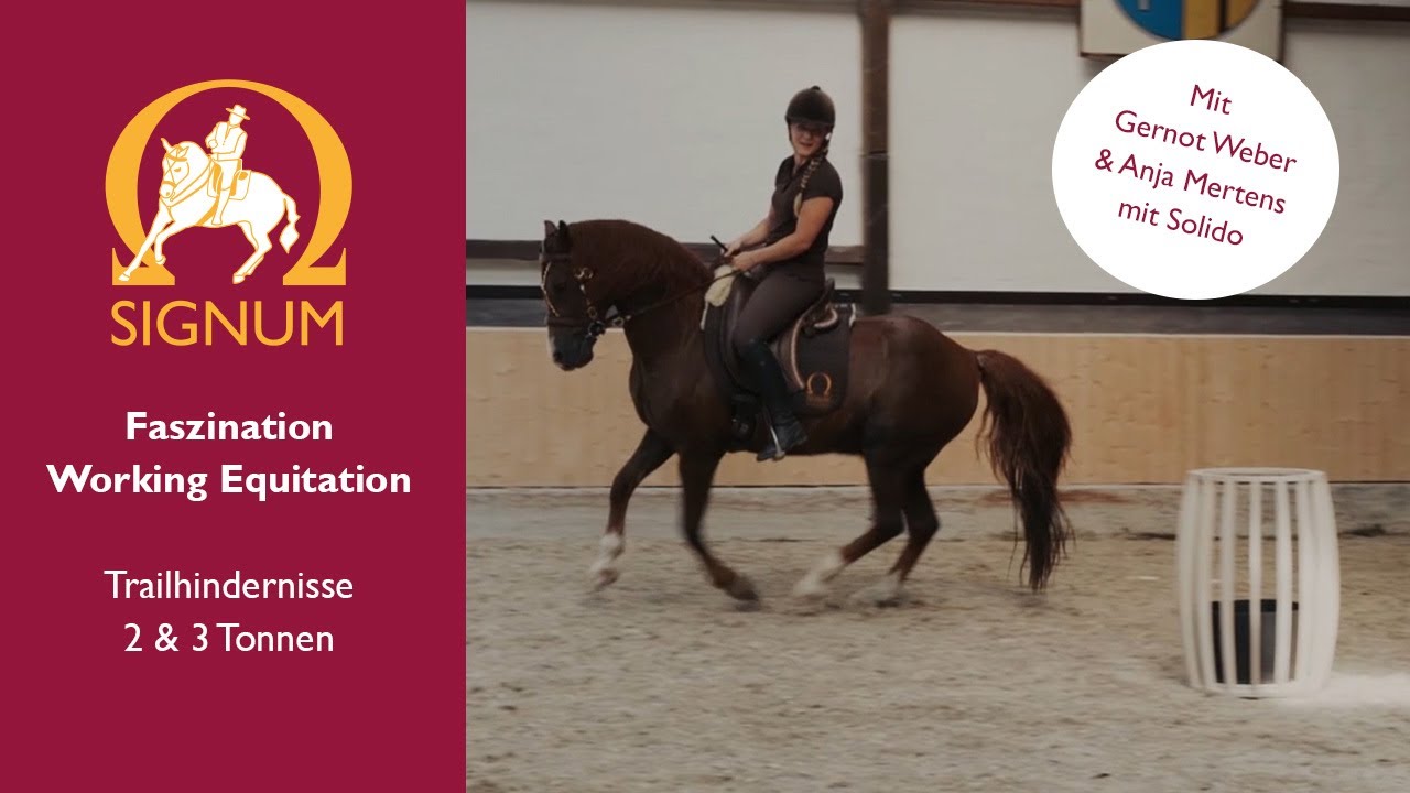 Das Working Equitation Trailhindernis 