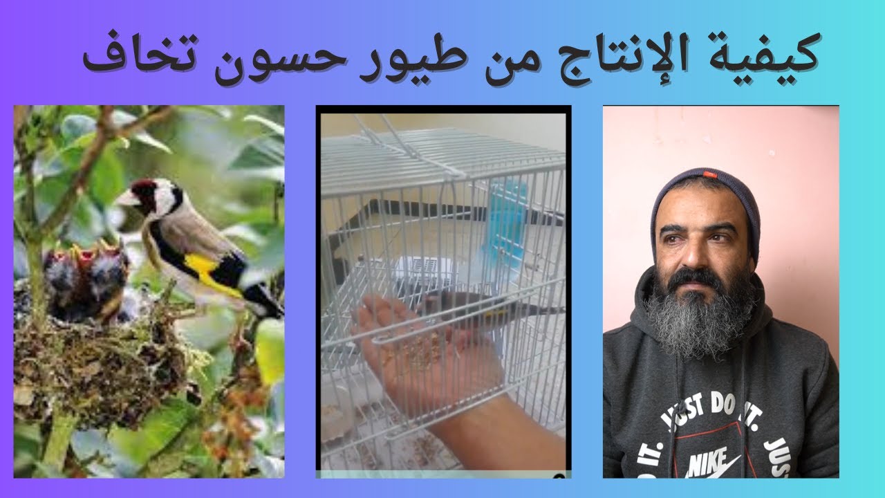 كيفية التعامل مع الطيور التي تخاف و الإإنتاج منها