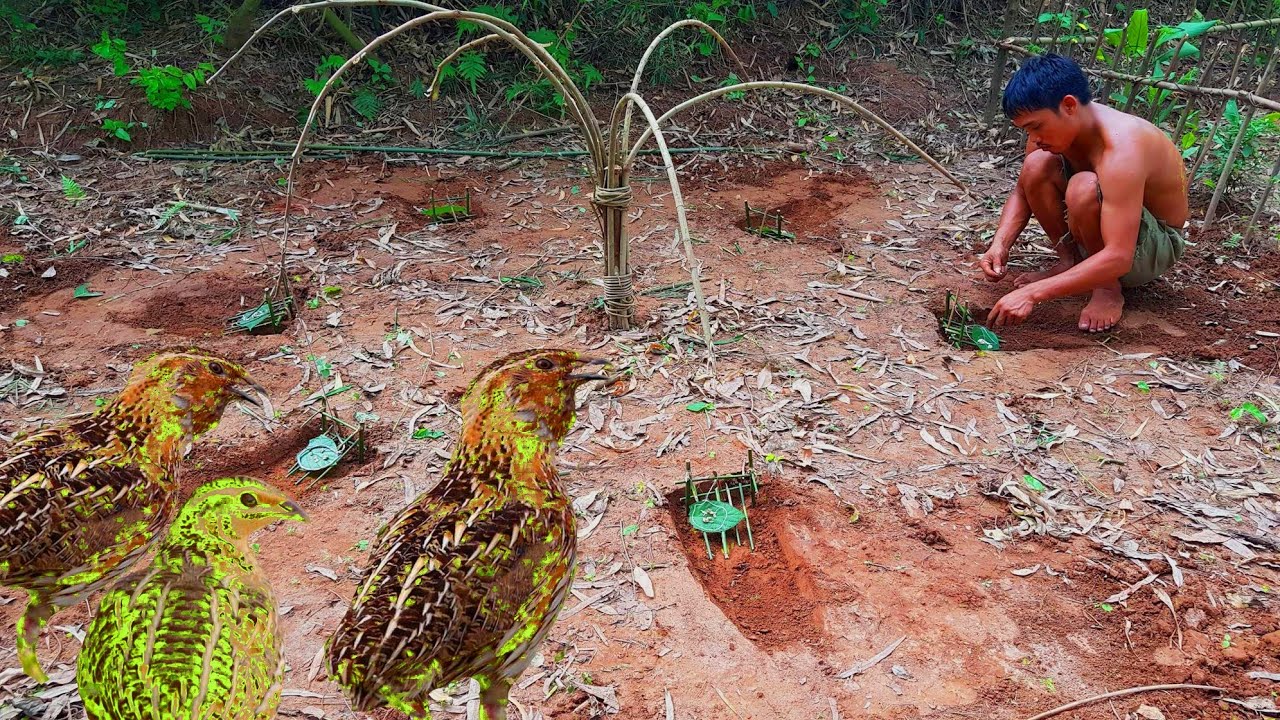 Creative diy quail bird trap using plant - Unique wild bird trap