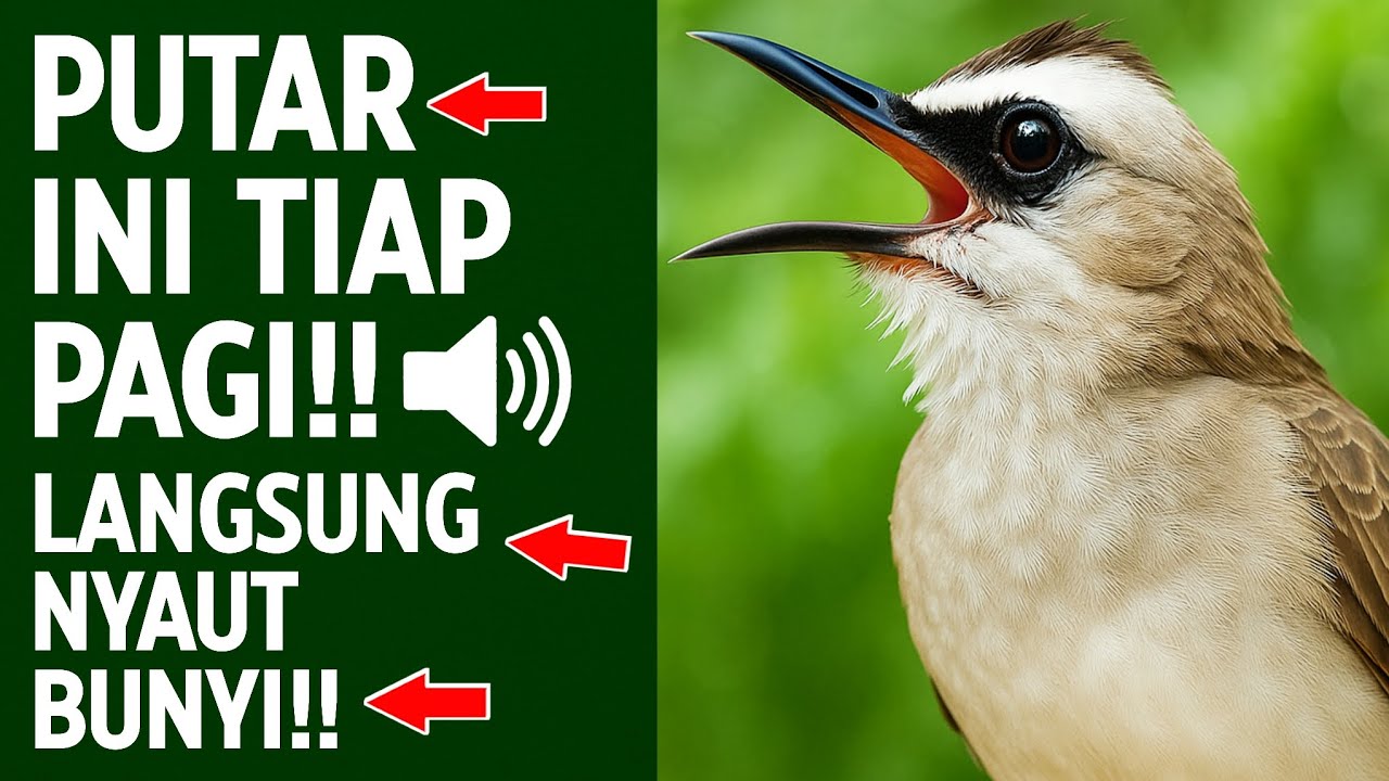 MASTERAN TRUCUKAN TERBUKTI AMPUH: Ropel Ngalas Bikin Burung Gacor & Nyaut!