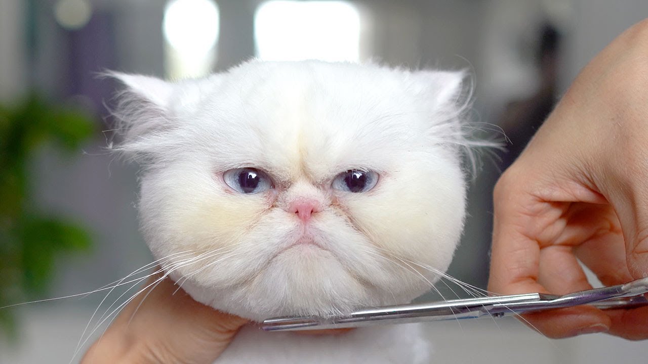 Самый красивый кот в мире!! Она такая очаровательная! 😻🛁✂️❤️