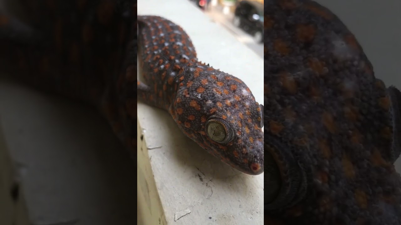Gecko sound, #gecko #geckoleopard #babygecko #chameleon #animalsounds #geckosound #ikan #tokaygecko