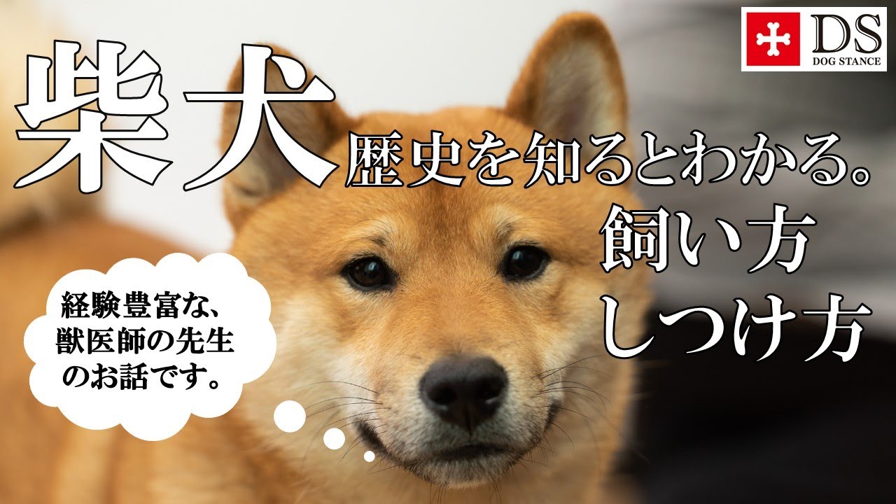 【柴犬 飼い方 しつけ方】柴犬の飼い方、しつけ方