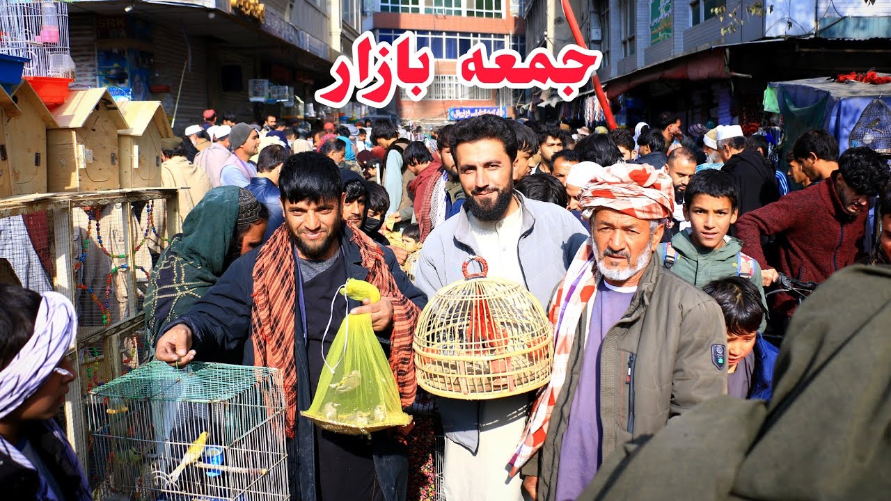 جمعه بازار _ 6،000 هزار افغانی فایده در فروش یک کفتر | بازار گرم شوق و خرید و فروش کفتر 