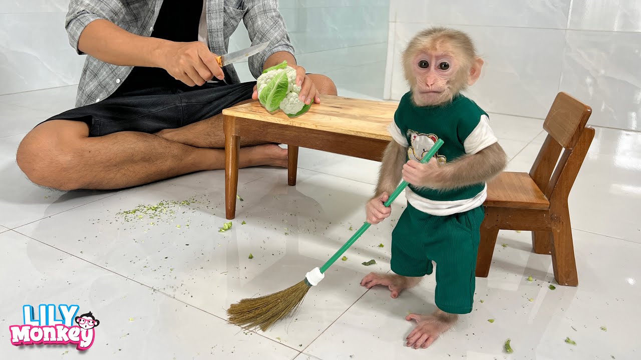 Monkey Lily obedient helps dad clean the kitchen