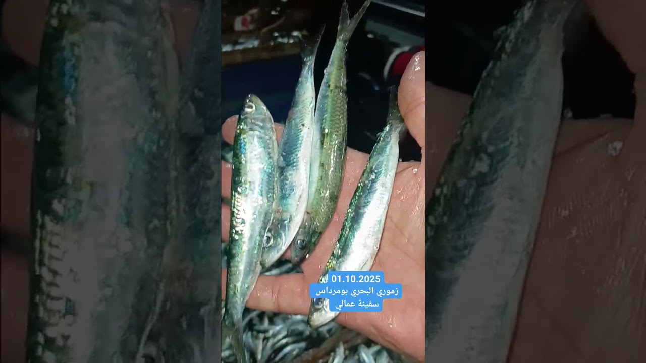 صيد السمك في الجزائر la pêche en algérie le sardine السردين  في زموري بومرداس....2025