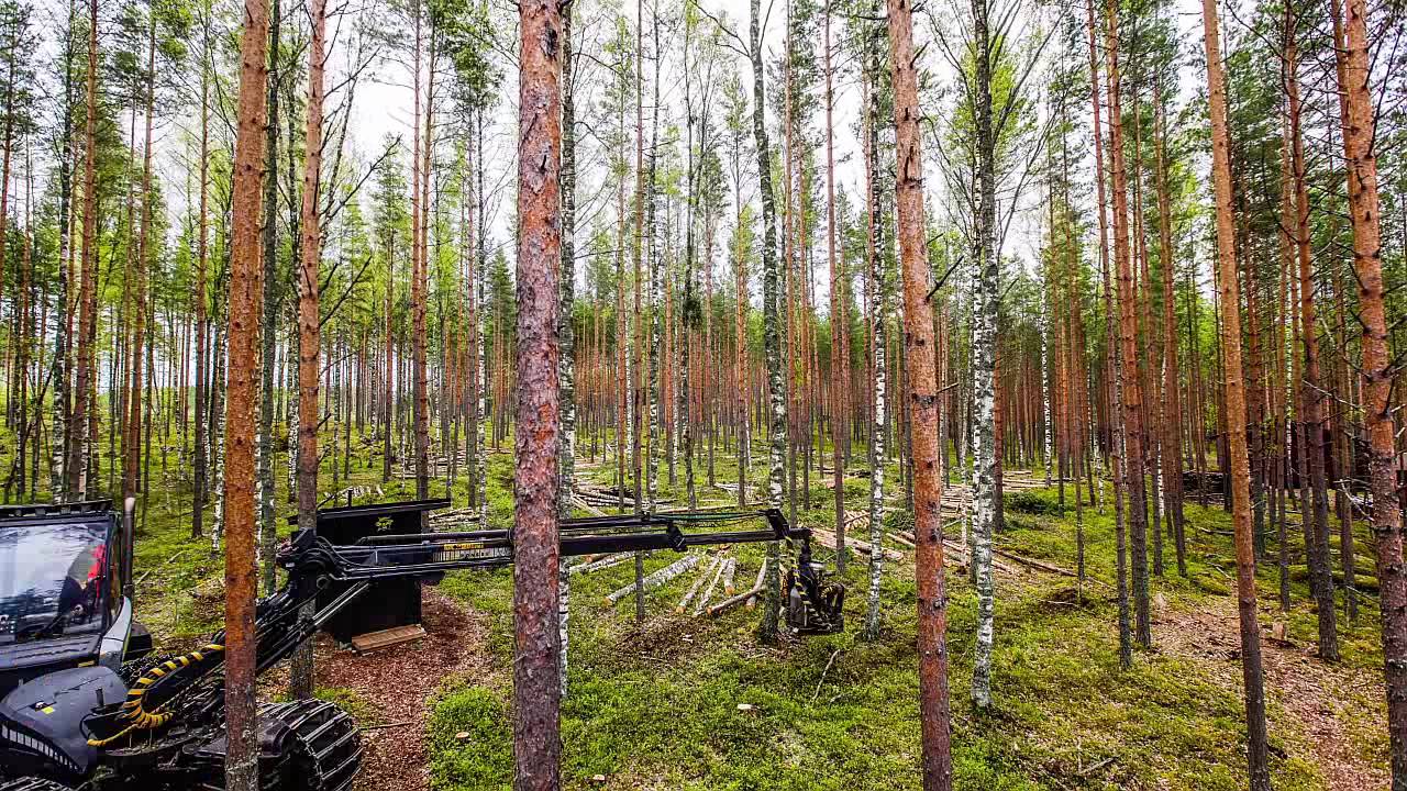 Metsän harvennushakkuu minuutissa - Stora Enso
