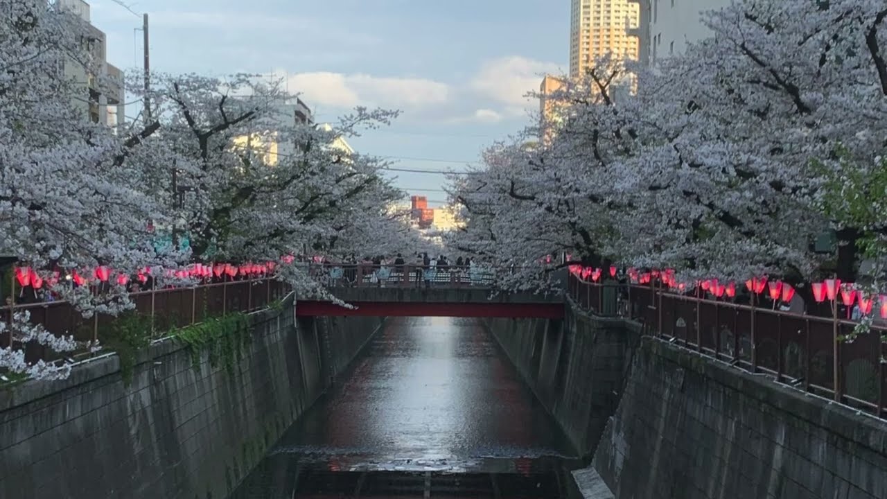 Sakura at Meguro River (April,6 2025)🌸