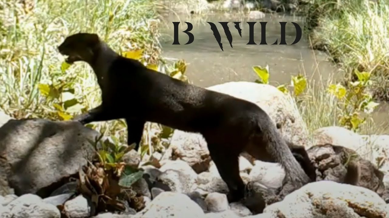 Nature Wildlife Sounds / Onza, Jaguarundi, Cougar, Bobcat, Deer, Javelina, Hare / Trail Cam Art
