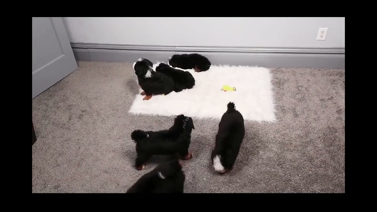 Mini Bernedoodle Puppies for Sale