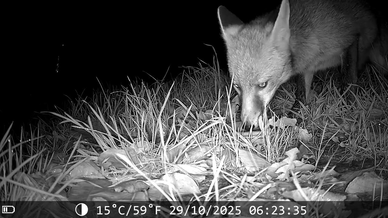 A vixen's journey through winter in Cornwall
