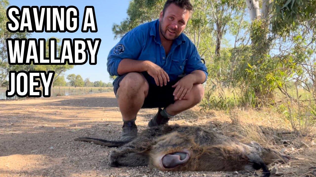 Wallaby Joey Rescue - How to check a marsupials pouch