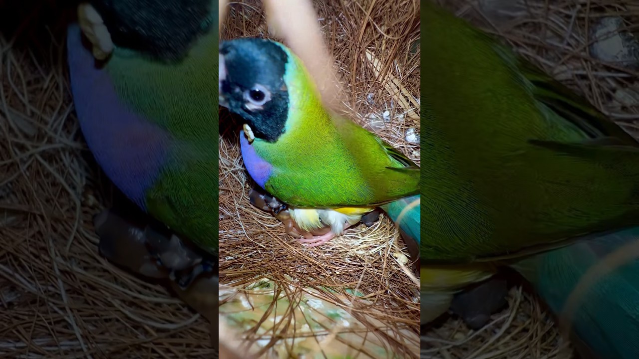 Black Headed Gouldian Finch female on chicks and eggs in bird nest