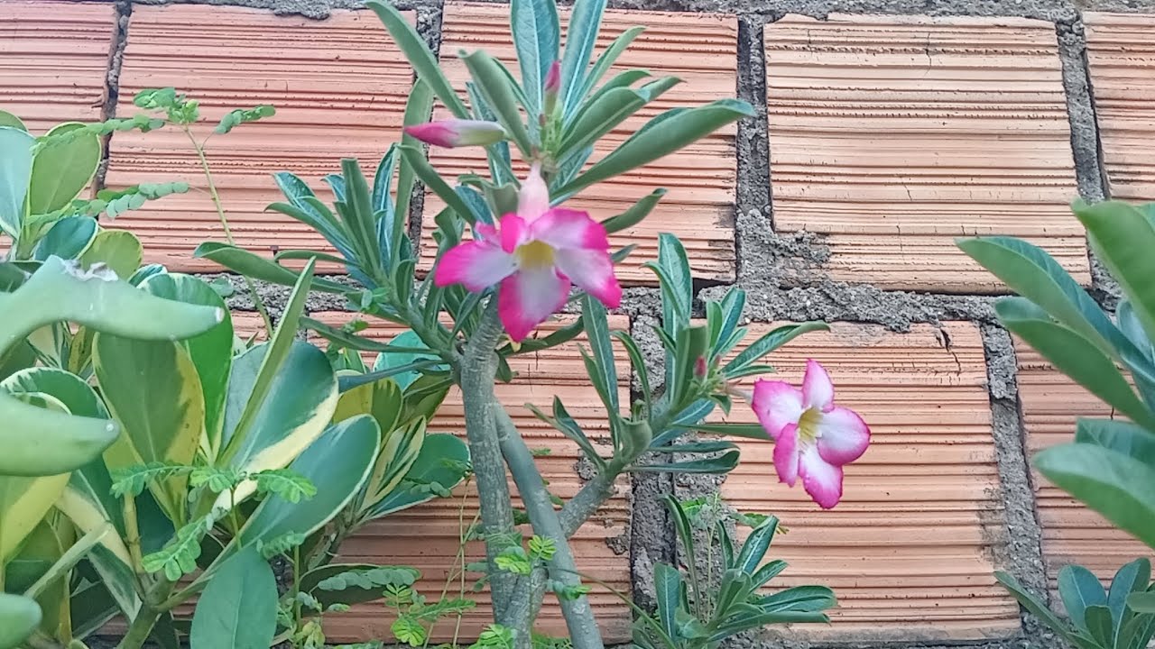 Mostrando as plantas  e meu fim de tarde 