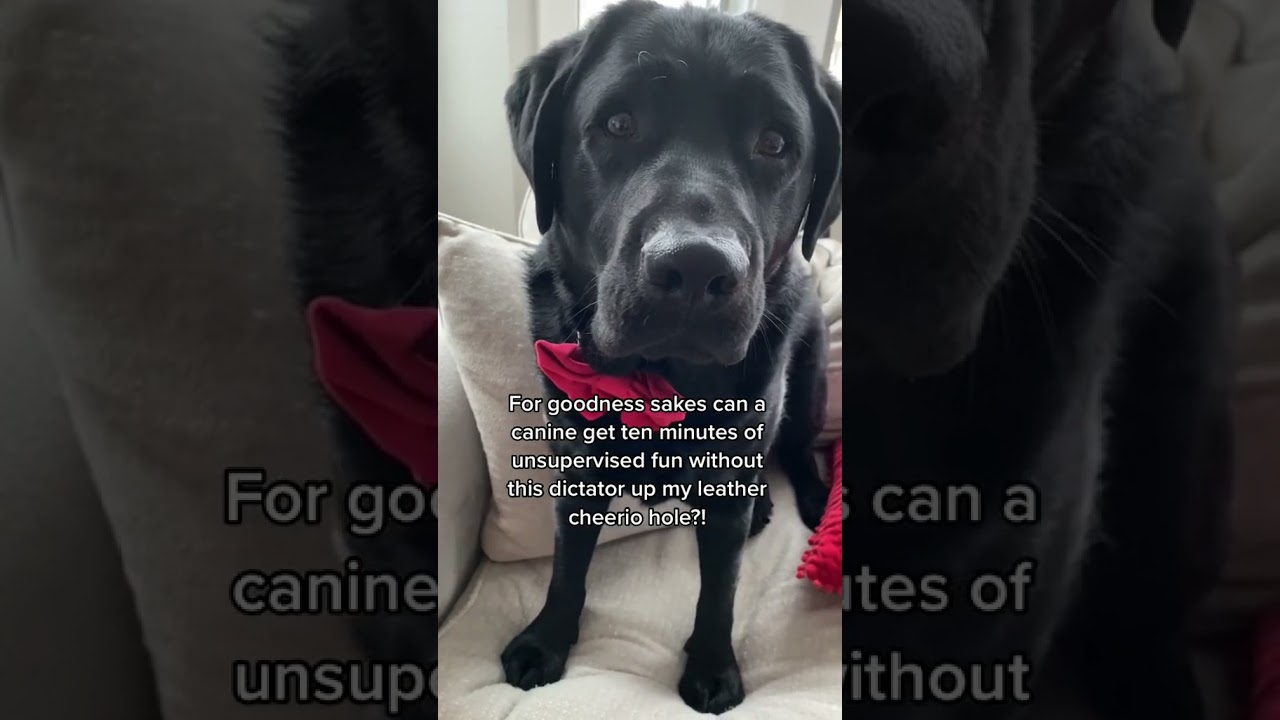 Dog catches owner SPYING ON HIM?! 😳