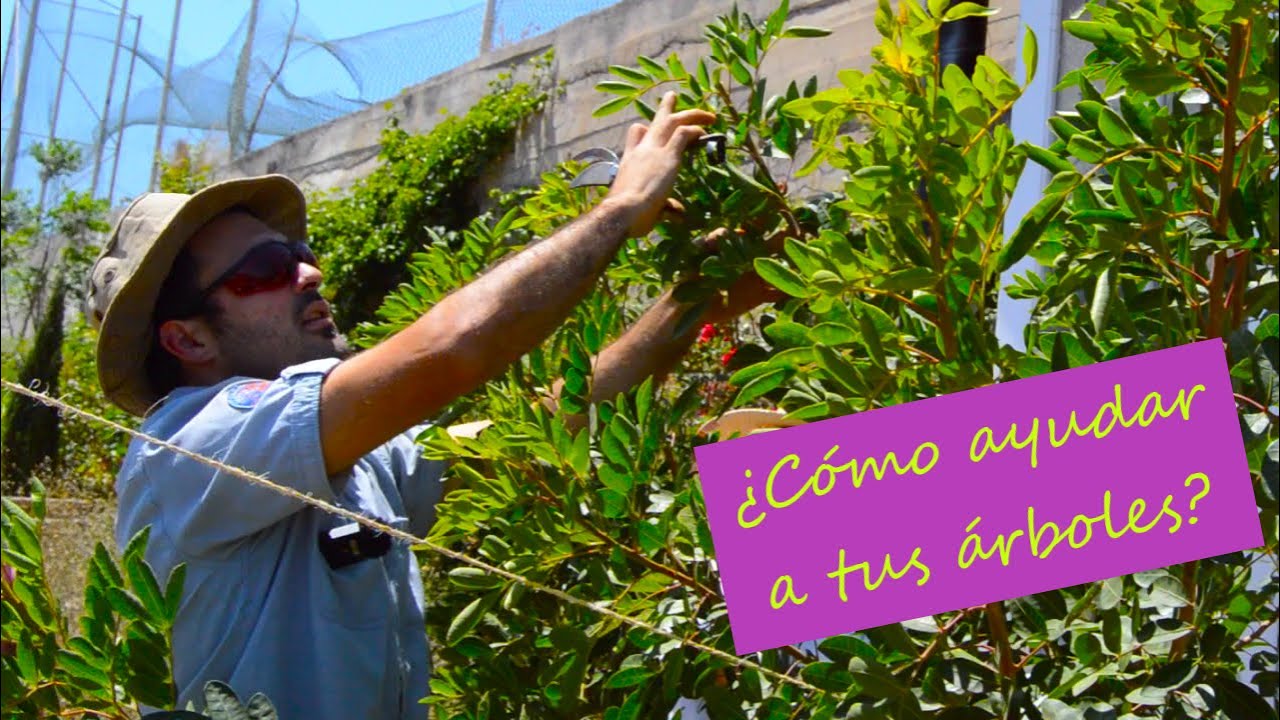 Taller de PODA NATURAL(4). Ramas a CORTAR y porqué. Qué ocurre con el VIENTO y cómo corregirlo