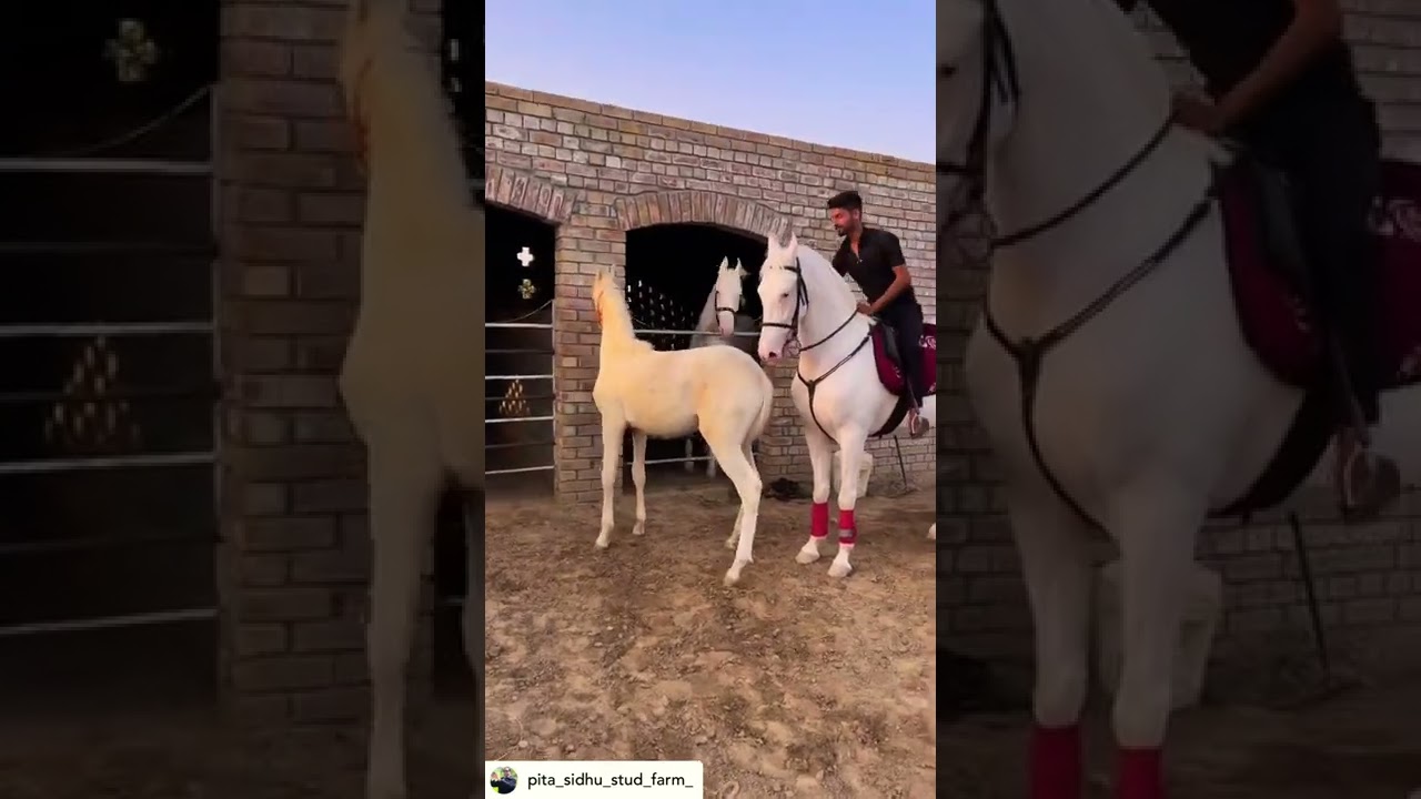 Nukra horse 🐎 in Punjab #horses #highlights #millions