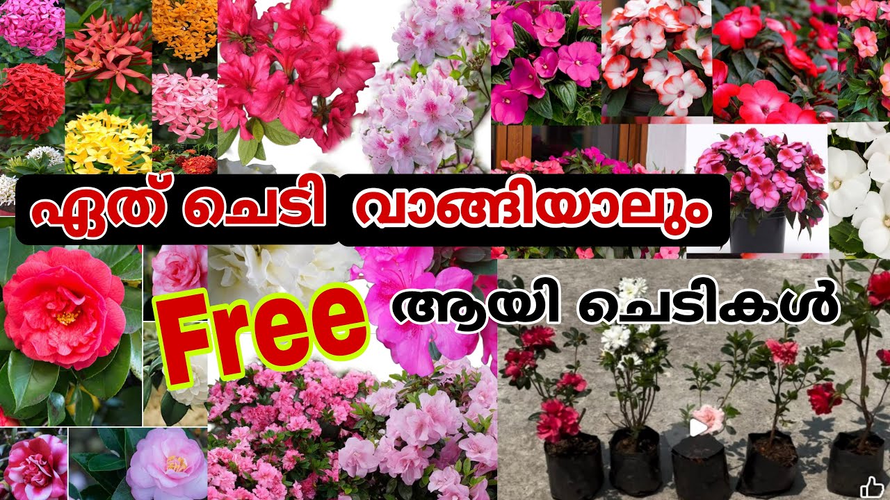 ഏത് ചെടി വാങ്ങിയാലും ഫ്രീ ആയി ചെടി ഉറപ്പ് #reels #garden #shorts 