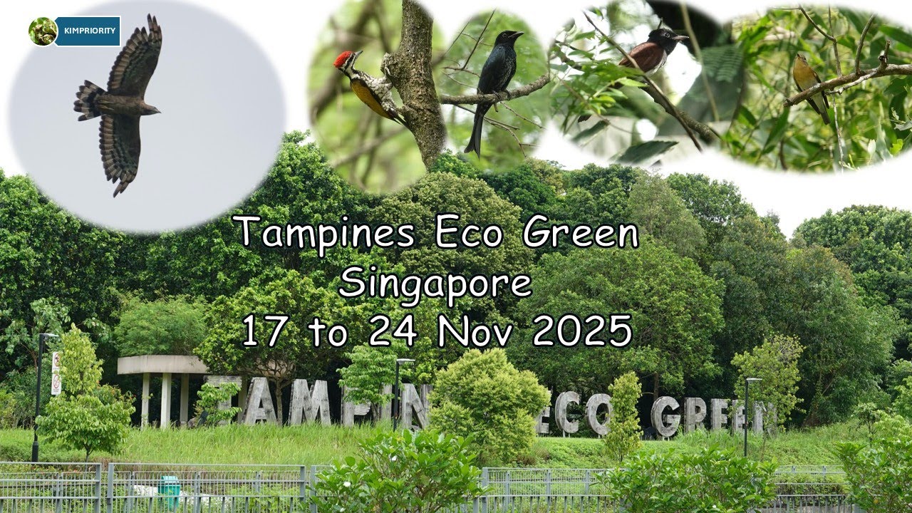 Tampines Eco Green-Birding in Singapore. Surprised to meet a variety of birds on my 3 days' walk.