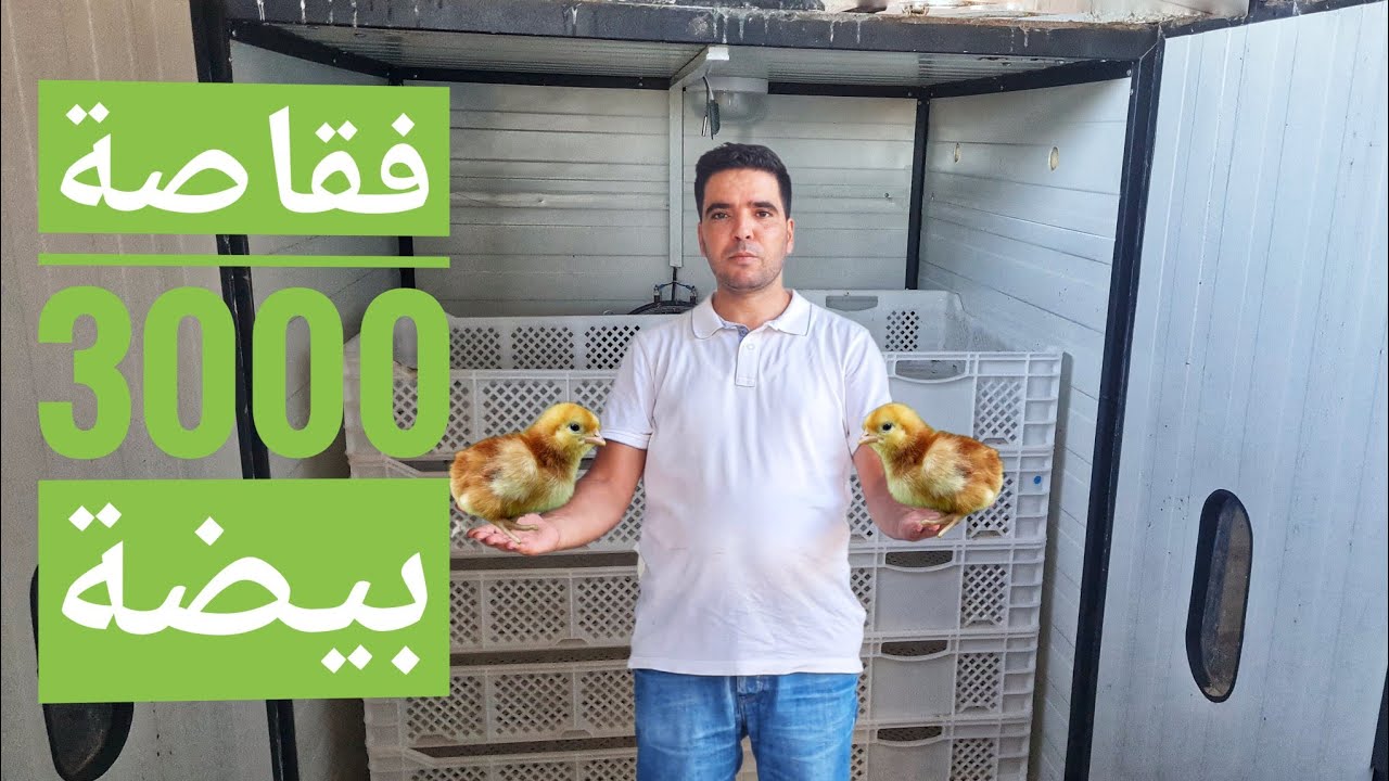 انشاء مشروع تفقيص/فقاصة 3000بيضة و 1000 بيضة /الاستثمار في الدواجن 